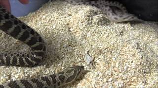 Adult Western Hognose Snakes [upl. by Doersten]