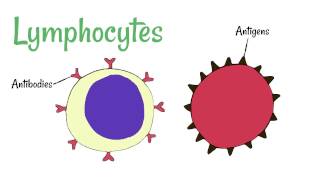 Cell Defence Lymphocytes and Phagocytes [upl. by Atiuqes]