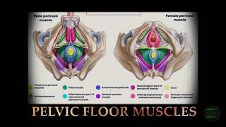 KEGELS  Pelvic Floor Muscles  Automated Workout Frequency [upl. by Kelsi]