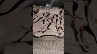 Coffee Delight Recipe  Spicefull Kitchen recipe sweet cofee delight fyp viral shorts [upl. by Cavan]