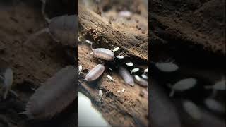 Springtail hitchhiking a ride on a dwarf white Isopod shorts [upl. by Mundford]