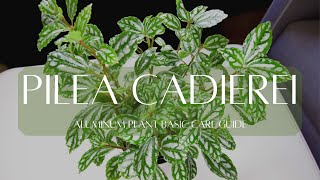 PILEA CADIEREI ALUMINUM PLANT  Basic plant care guide [upl. by Joye14]