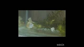 Ballon molly breeding time aquarium guppy mollyfish aquariumfish [upl. by Blaze524]