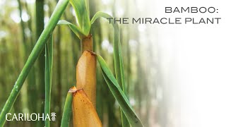 Bamboo The Miracle Plant [upl. by Valerye]