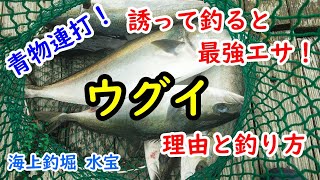 【海上釣り堀】青物爆釣！ウグイは誘って釣ると青物最強エサ！理由・釣り方を紹介in水宝 [upl. by Jarred555]