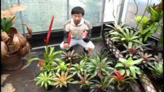 自由之森 Free Forest 鶯歌鳳梨介紹bromeliadsvrieseas introduction [upl. by Lanos]