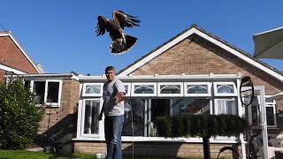 HARRIS HAWK FREE at last after the moult [upl. by Soilisav]