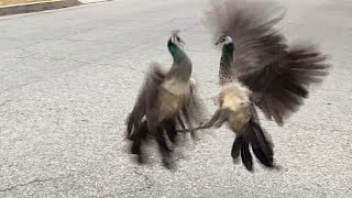 Peahens Go At It Again [upl. by Bryana]