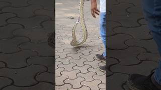 patel nagar mazgoan me bigg snake part 2 minivlog snake youtubeshorts shorts [upl. by Sulakcin]