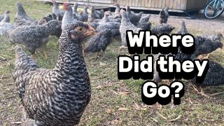 Having 80 barred rock chickens🐓 Update on them from a few months ago [upl. by Aicxela368]