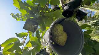 Picking cherimoya passionfruit chayote dragon fruits in Northern California Dec162023 [upl. by Litta]