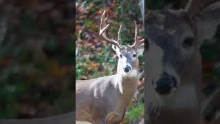 Sweet November Brings the Whitetail Rut whitetaildeer whitetailrut [upl. by Aniroc]