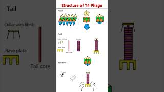 T4 Phages Structure and Morphogenetic Pathway phage t4 structure [upl. by Parthena]