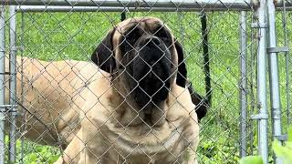 MASSIVE MASTIFFS [upl. by Jewelle]