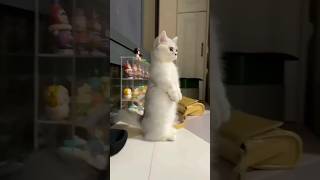 iya kalah anak tikus mah😂 cat funny cute kitten catlover memes viral funnymemes kucat [upl. by Okorih]