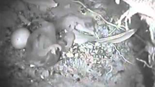 Honeyguide chick kills foster sibling [upl. by Zzabahs443]