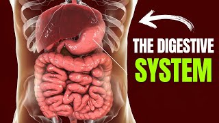 The Digestive System Simplified in 15 Minutes [upl. by Griselda964]