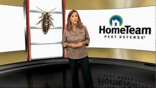 Quality Pest Control with The HomeTeam 6Point Advantage Service [upl. by Kieger462]