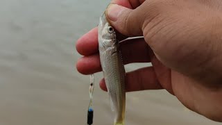 Hook Fishing at the Riverbank Fish Hunt Live 12 Dec Morning fishing livefishing hookfish [upl. by Taite646]