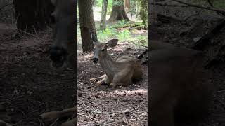 Blacktailed Deer happily ruminating in the shade 🦌  The Great PNW [upl. by River575]