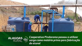 Cooperativa Pindorama passou a utilizar sorgo como matéria prima para fabricação de etanol [upl. by Assillem]