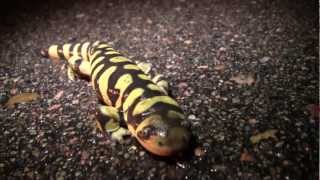 Metamorphosis Amphibian Nature Documentary [upl. by Mcculloch686]