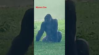 Gorilla Mysuru Zoo mysuruzoo mysorezoo [upl. by Ocirled]