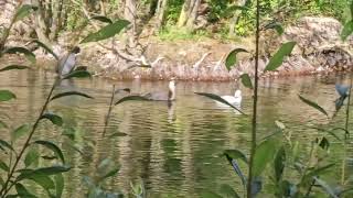 Leucistic Great Crested Grebe Lincolnshire [upl. by Sreip374]