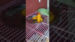 khane ke liye pagal 😋 babybirdbabyparrottalkingparrotcomedyvideos [upl. by Nauqyaj316]