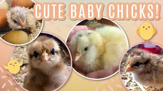 Cute New Baby Chicks in our Flock [upl. by Nalym]