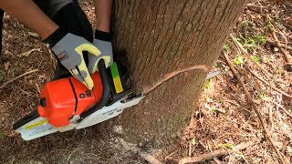 How to Fell a Tree with a Chainsaw [upl. by Adoc]