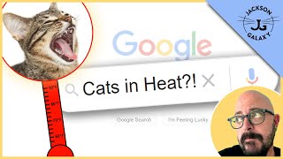 Cats in Heat The Female Cat Heat Cycle [upl. by Reld]