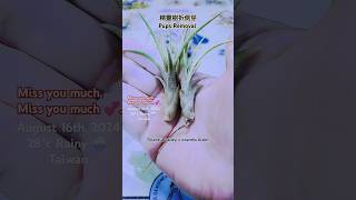 空氣鳳梨精靈樹 拆側芽 Tillandsia Baileyi x ionantha Green  Pups Removal Air Plants in Taiwan [upl. by Ermanno]