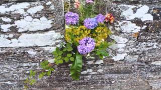 Lammas  Gwyl Awst Cilgerran Castle August 1st 2013 [upl. by Zipporah944]