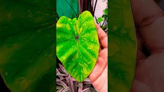 Colocasia plant available 🥰sale [upl. by Iline]