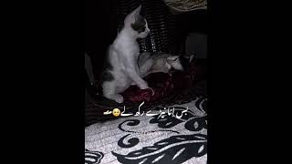 foryou cat subcribemychannal musiclyrics viralshort catlover subcribemychan songlyrics fyp [upl. by Ladnek]