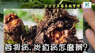 【草莓萎凋病﹑炭疽病怎麼辦】合力宏草莓系統管理祝您甜蜜喜樂採草莓 [upl. by Johnson]