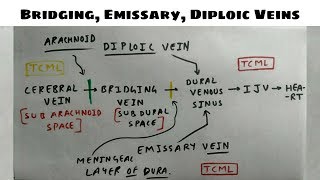 Bridging Emissary Diploic Vein  1 [upl. by Mackenzie]