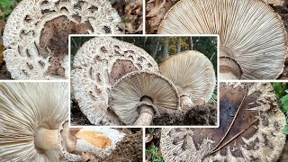 Safranschirmling giftig  Gerandetknolliger  Giftsafranschirmling  Chlorophyllum brunneum [upl. by Ahsimot]