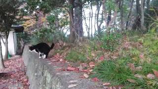 お髭ちゃんも出て来てくれました❗こちらで捕獲したのでやはり逃げていくお髭ちゃんなんだニャ～😅笑❤️ [upl. by Aicercal77]