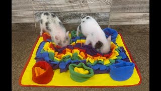 AZ Micro Mini Pigs  Cute Pigs looking for treats [upl. by Poirer333]