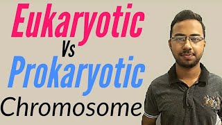 Prokaryotic vs Eukaryotic Chromosomes  Structure of chromosomes in eukaryotes and prokaryotes [upl. by Gaylor204]