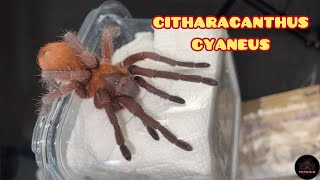 Citharacanthus cyaneus at Cyriopagopus Haplopelma schmidti ke bang [upl. by Reyem]