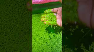 Duckweed நம்ம Fish Tank அ விழுங்கிடுச்சு 🙄  Shadow Fish  Shorts [upl. by Ahsirhcal]