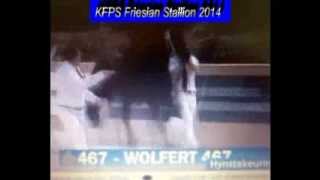 KFPS Friesian Stallion WOLFERT 467 Hengstenkeuring 2014 Google Exclusive [upl. by Aihsatan]