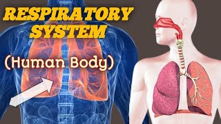 Respiratory system in human bodyRespiratory system in hindi [upl. by Akkeber282]