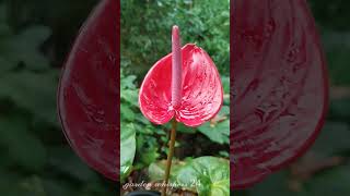 anthurium naturelovers gardenlove viralvideo shorts anthuriumplant [upl. by Anotyal]