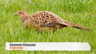 Common Pheasant Phasianus colchicus ♀ 2 [upl. by Nodnarb]