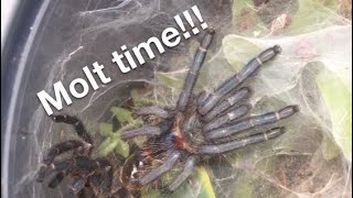 Dolichothele diamantinensis molting time lapse [upl. by Decca]