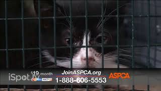 aspca commercial 2012 [upl. by Erline]